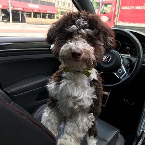 Meet your Posher, Alex